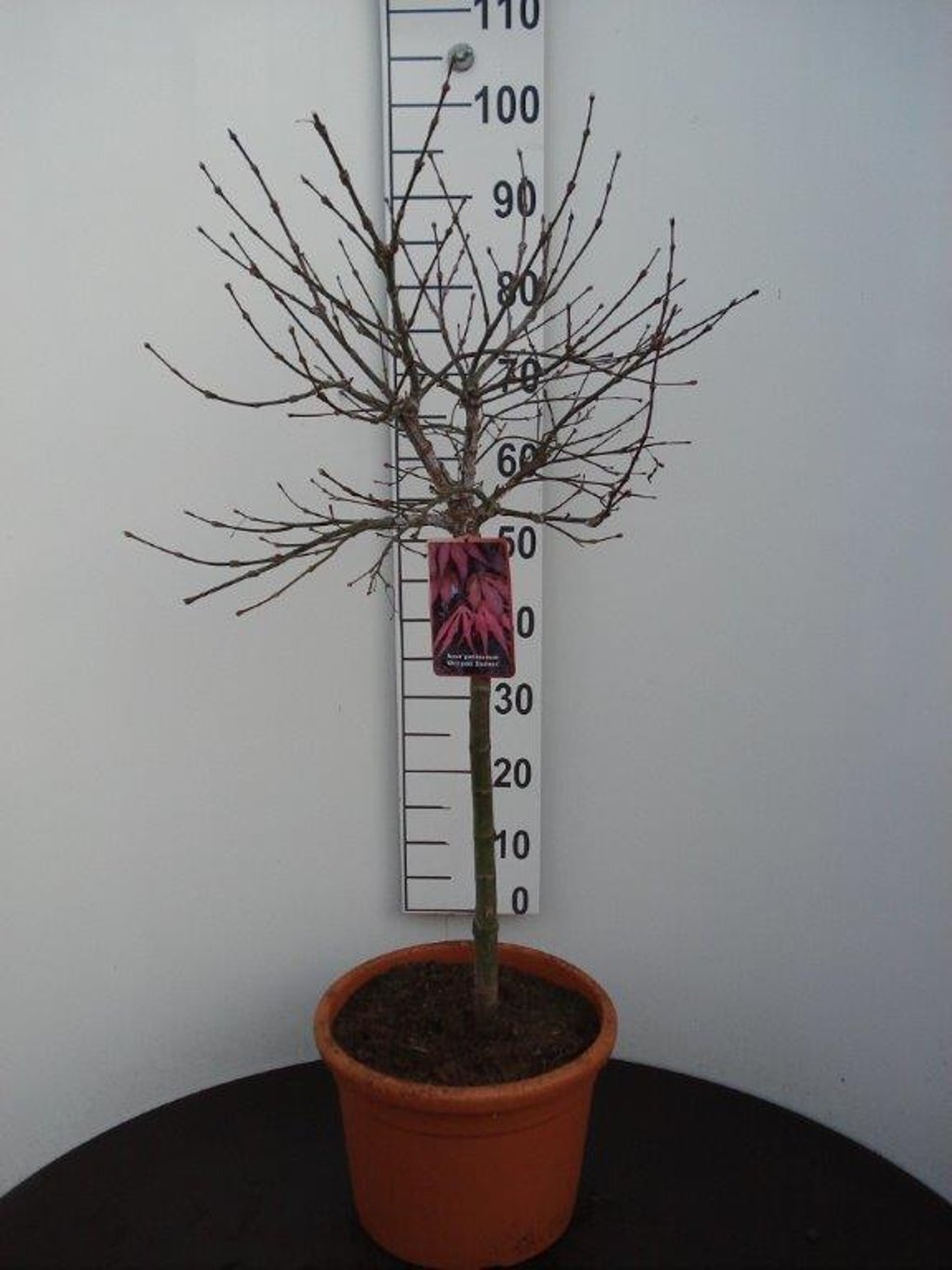 Acer pal. 'Oregon Sunset' - 60 CM Stem C15